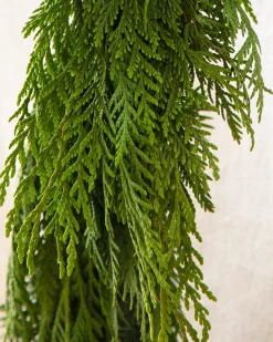 New Fresh Wispy Cedar Foliage 5 - 7 Feet|8 - 10 Feet