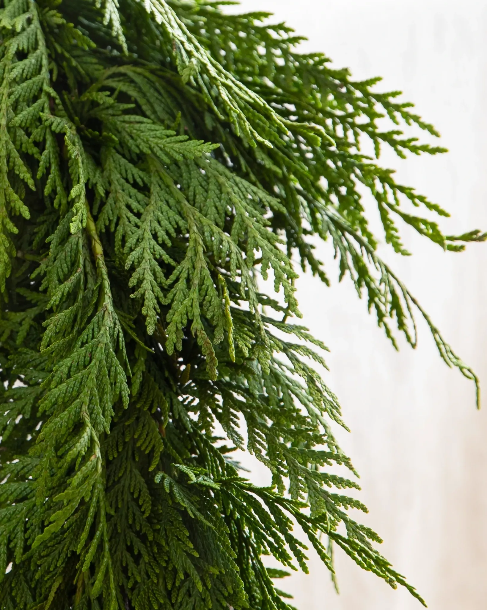 New Fresh Wispy Cedar Foliage 5 - 7 Feet|8 - 10 Feet