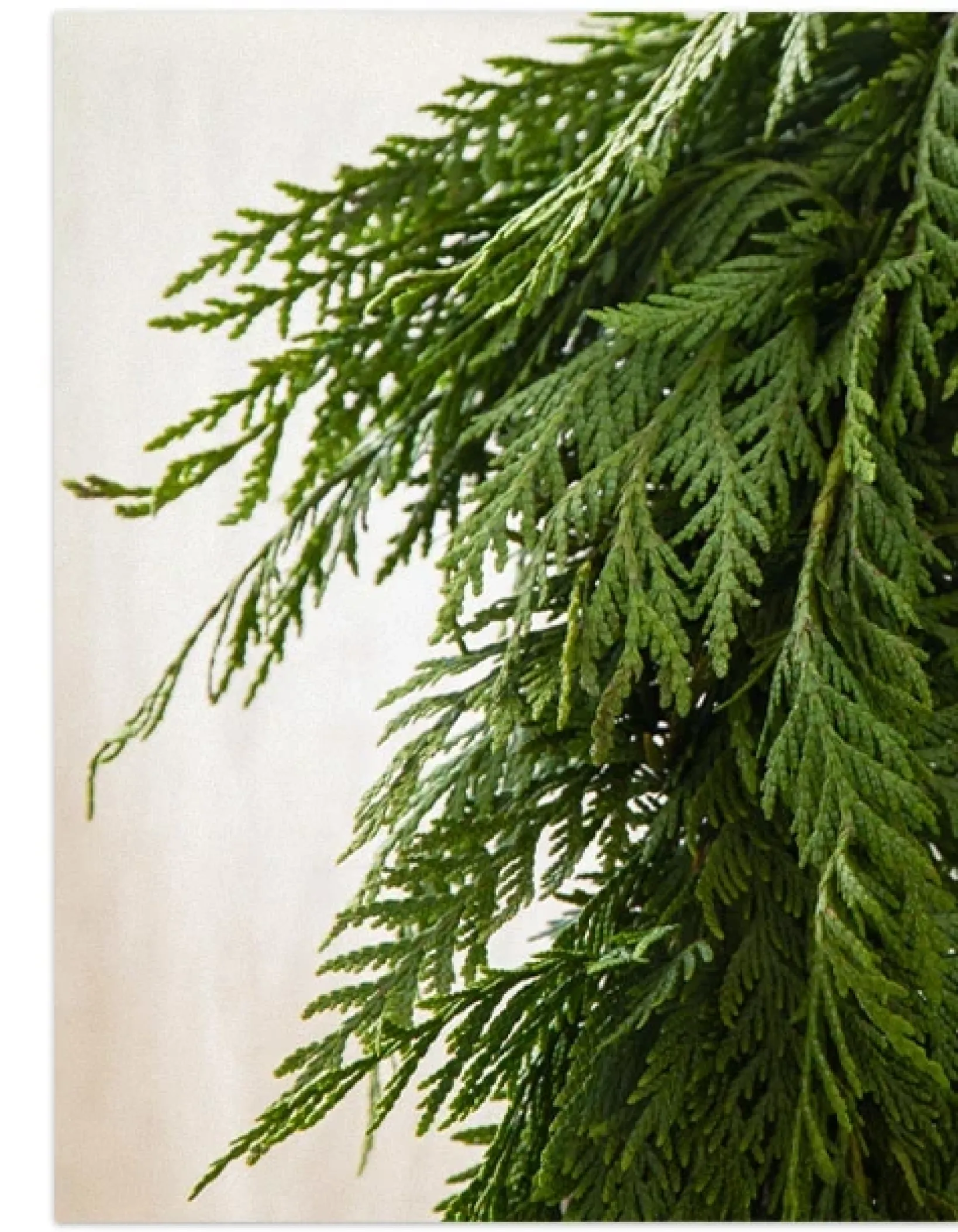 New Fresh Wispy Cedar Foliage 5 - 7 Feet|8 - 10 Feet