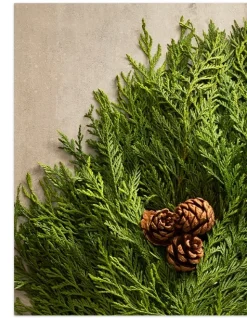 New Fresh Wispy Cedar Foliage 5 - 7 Feet|8 - 10 Feet