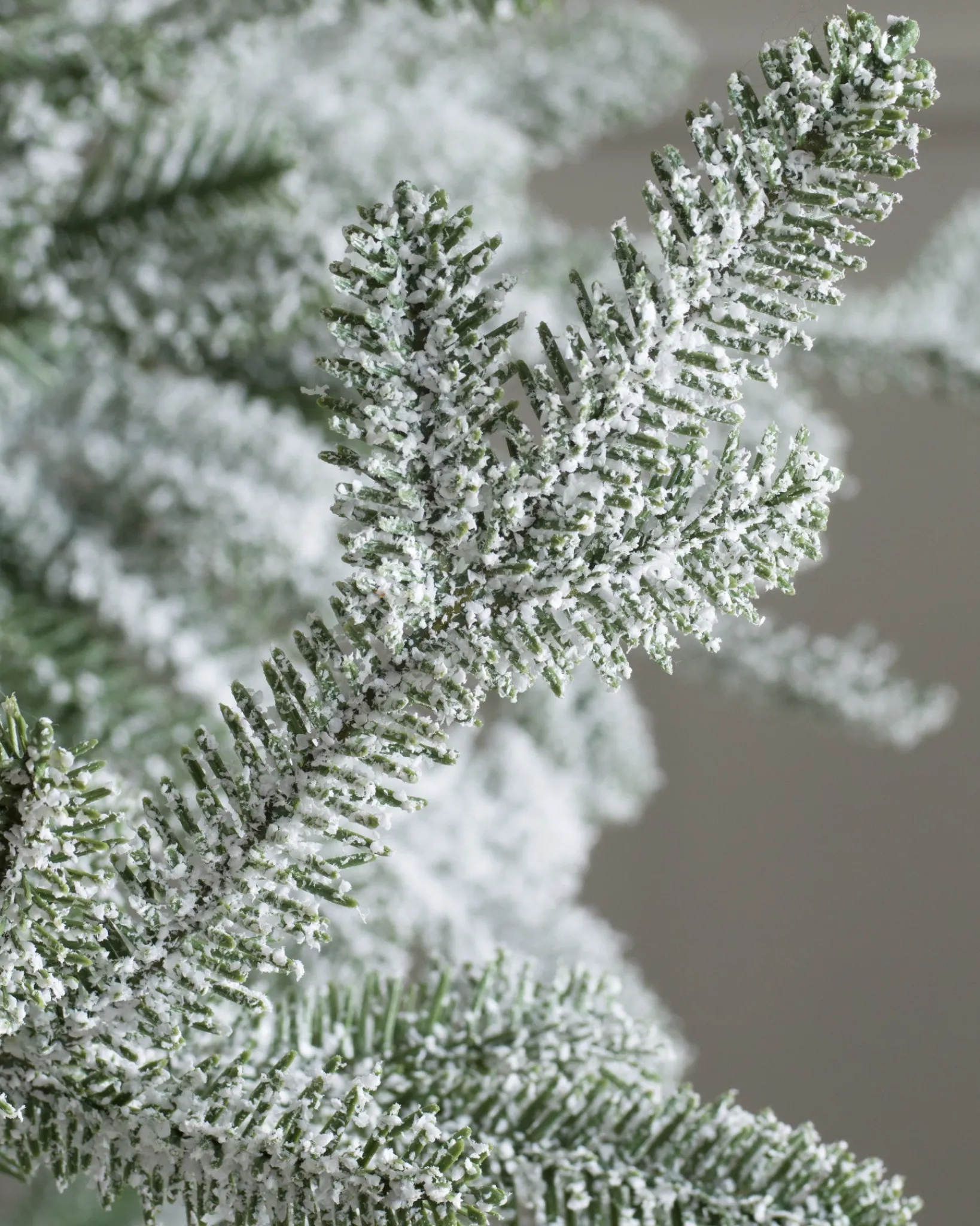 Hot Frosted Alpine Balsam Fir Trees 7 - 7.5 Feet|Under 6 Feet