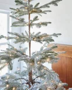 Hot Frosted Alpine Balsam Fir Trees 7 - 7.5 Feet|Under 6 Feet