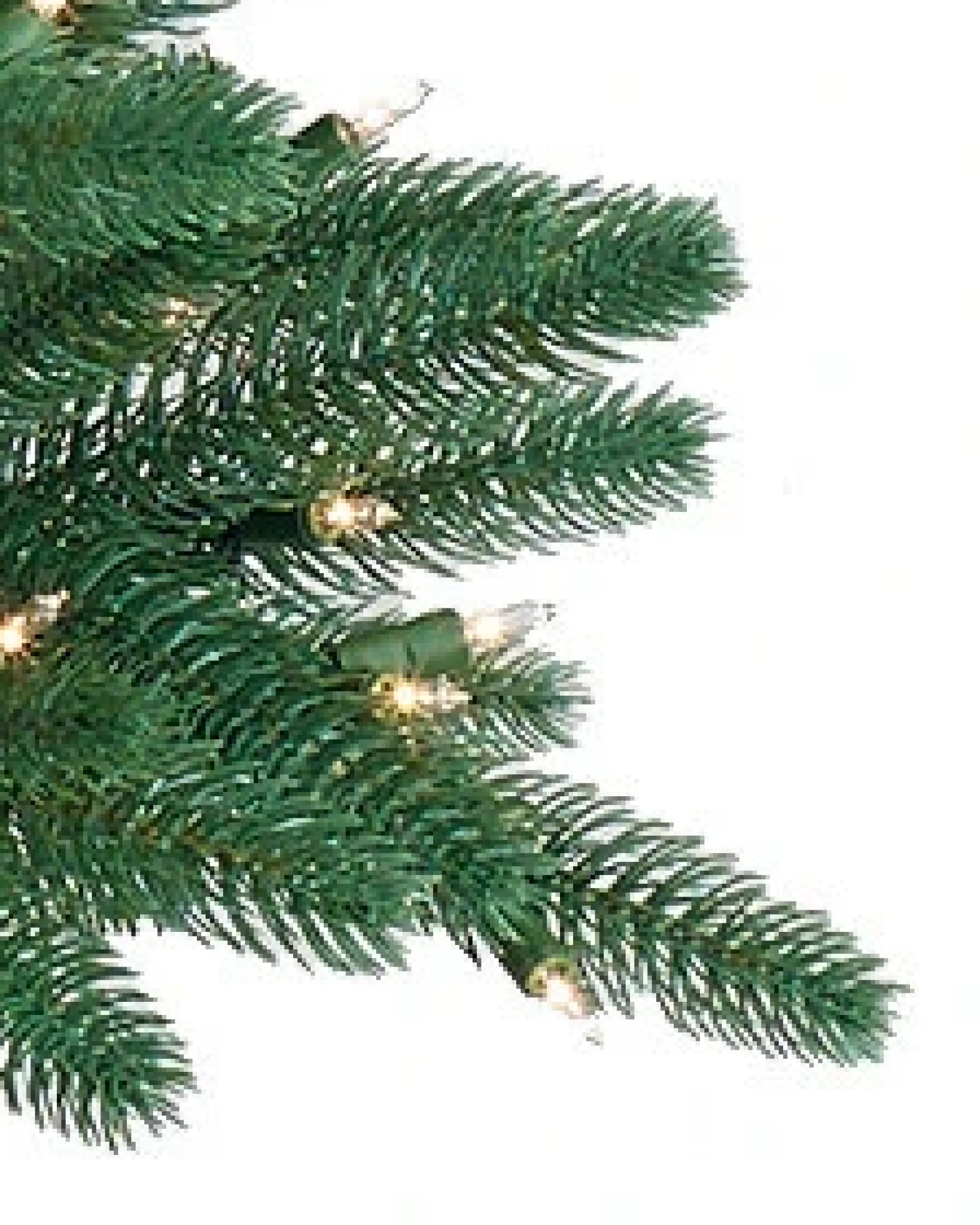 New Oakville Outdoor® Trees 7 - 7.5 Feet|6 - 6.5 Feet