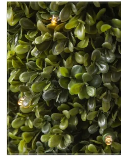 Hot Outdoor Boxwood Foliage 18 - 24 Inch|Outdoor Safe