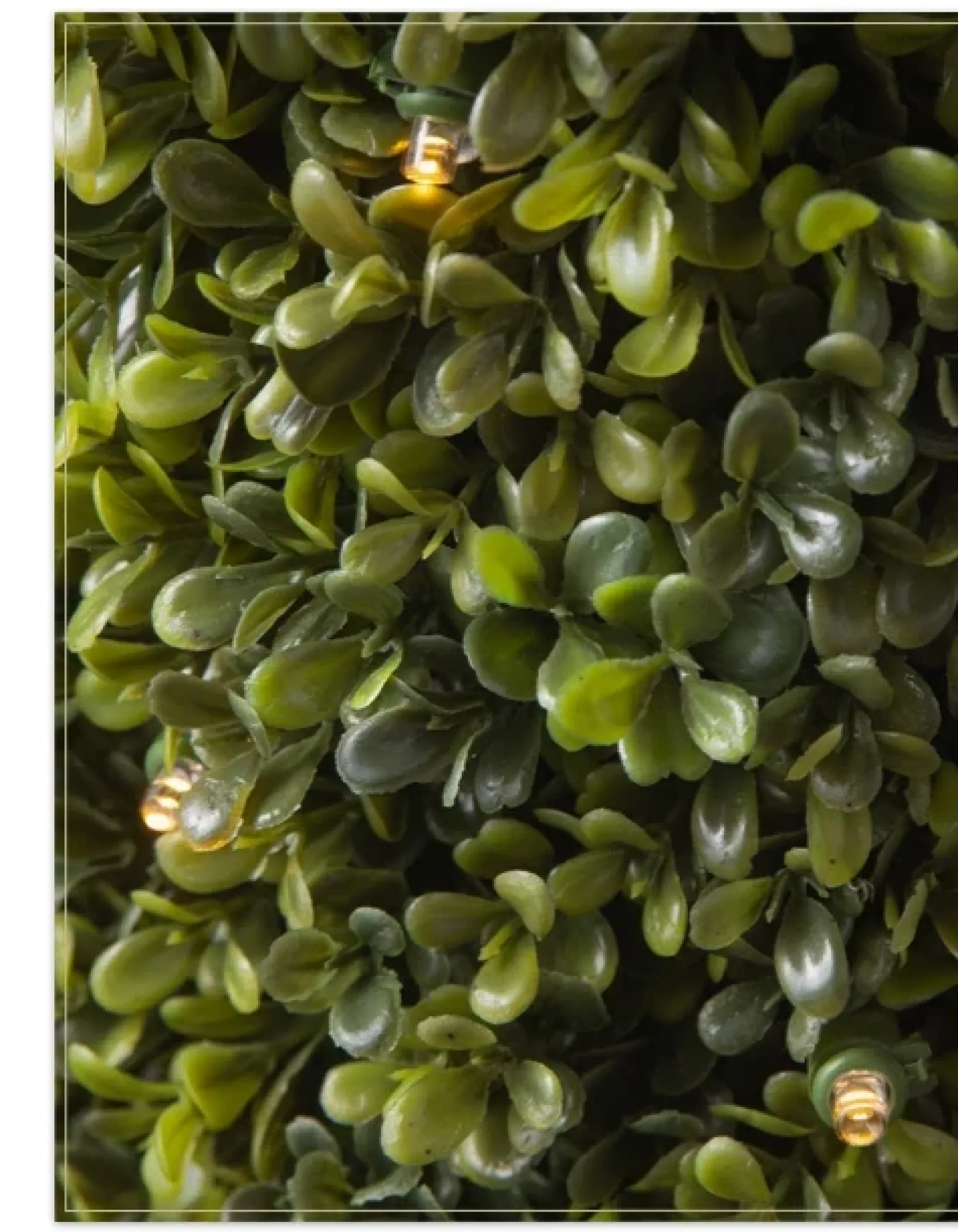 Hot Outdoor Boxwood Foliage 18 - 24 Inch|Outdoor Safe