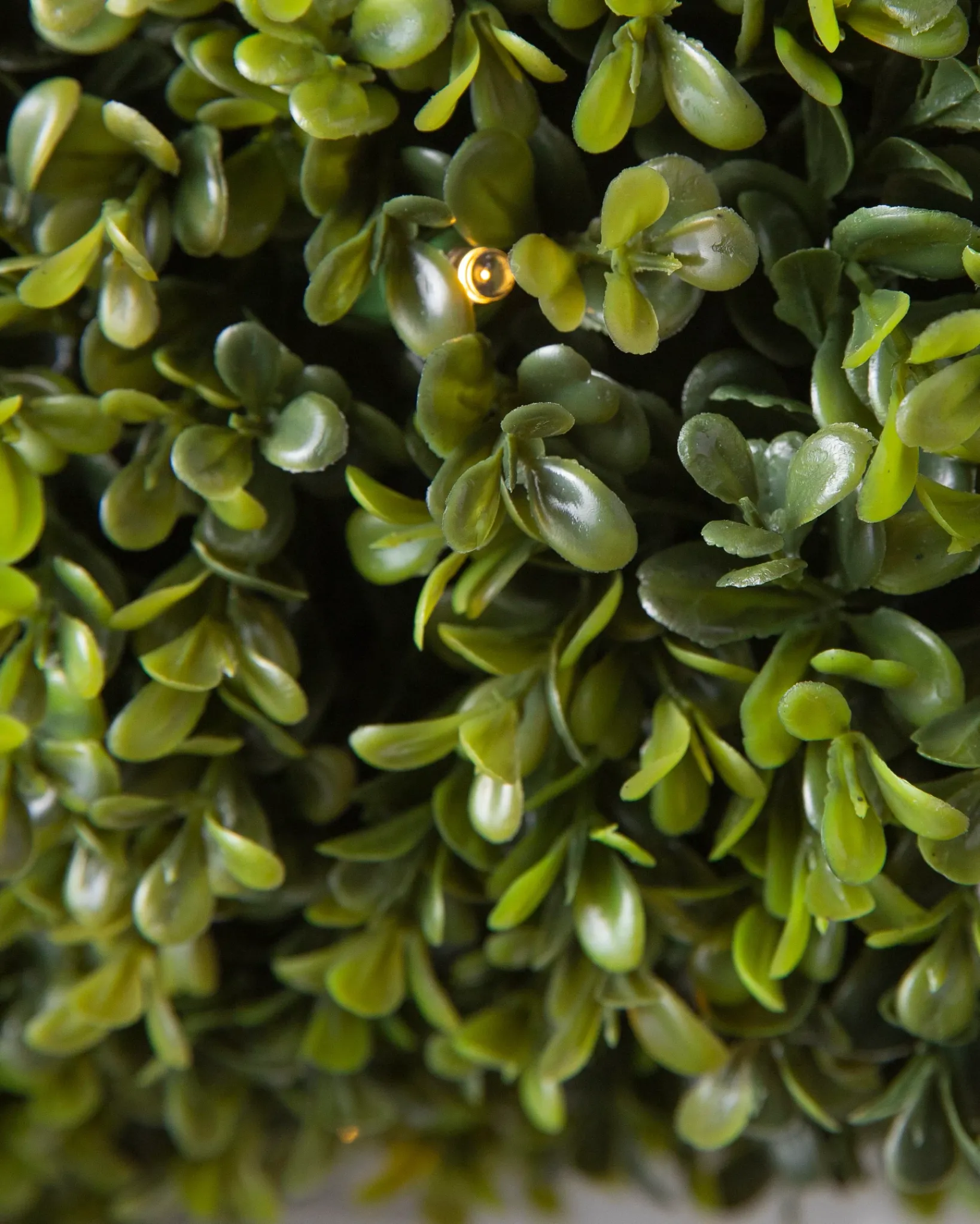 Hot Outdoor Boxwood Foliage 18 - 24 Inch|Outdoor Safe