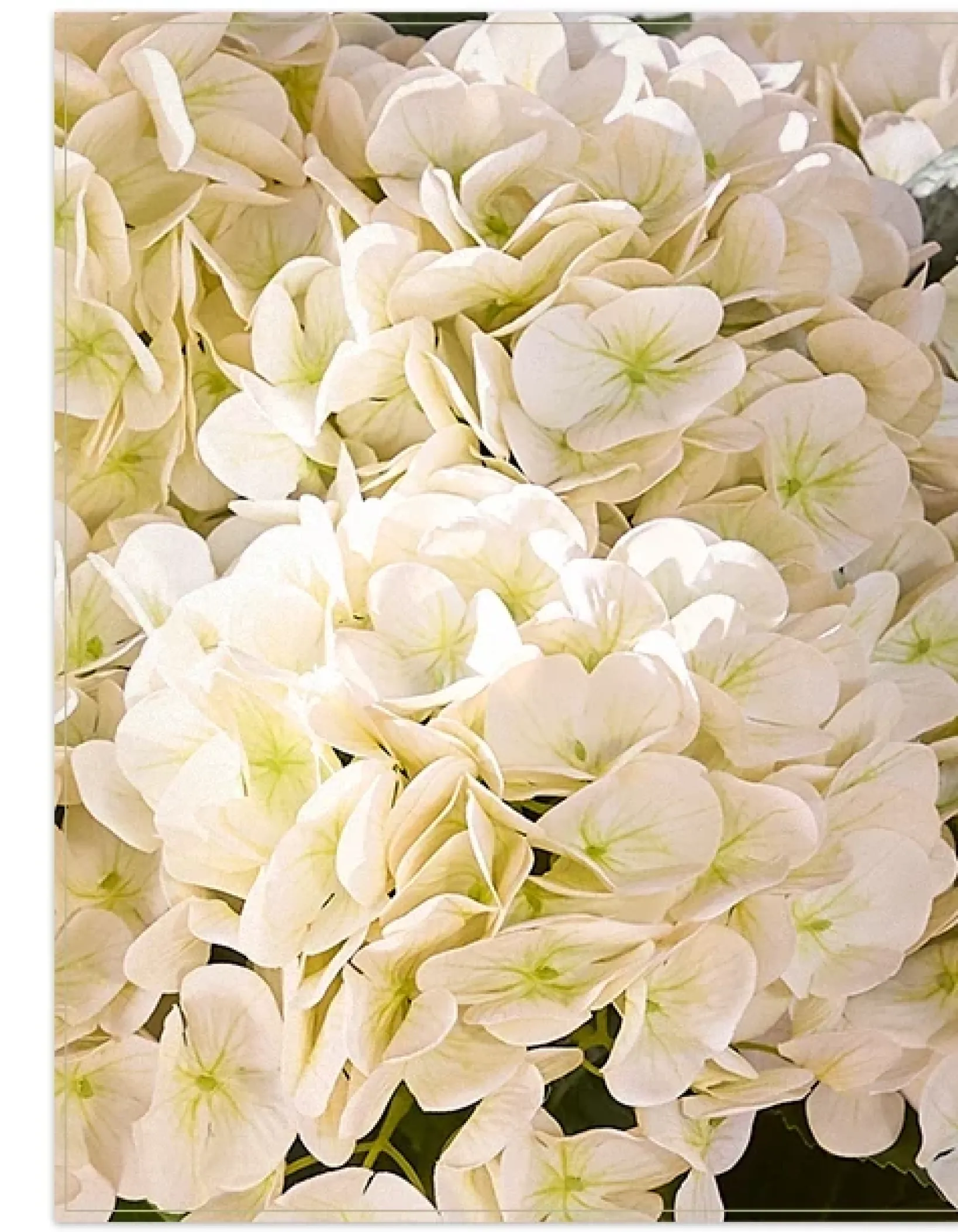 Best Outdoor Hydrangea Harmony Foliage Wreaths|Outdoor Décor