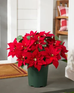 Clearance Outdoor Lit Poinsettia Celebration Foliage 18 - 24 Inch|26 - 28 Inch