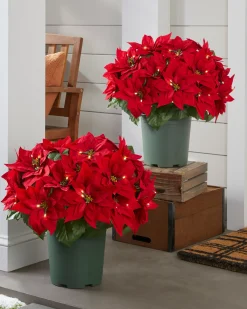 Clearance Outdoor Lit Poinsettia Celebration Foliage 18 - 24 Inch|26 - 28 Inch