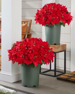 Clearance Outdoor Lit Poinsettia Celebration Foliage 18 - 24 Inch|26 - 28 Inch