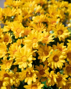 Outdoor Sunset Mums Foliage Garlands|Outdoor Safe