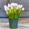 New Outdoor Tulip Garden Foliage Flower Arrangements|Topiaries & Potted Flowers