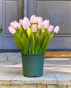 New Outdoor Tulip Garden Foliage Flower Arrangements|Topiaries & Potted Flowers