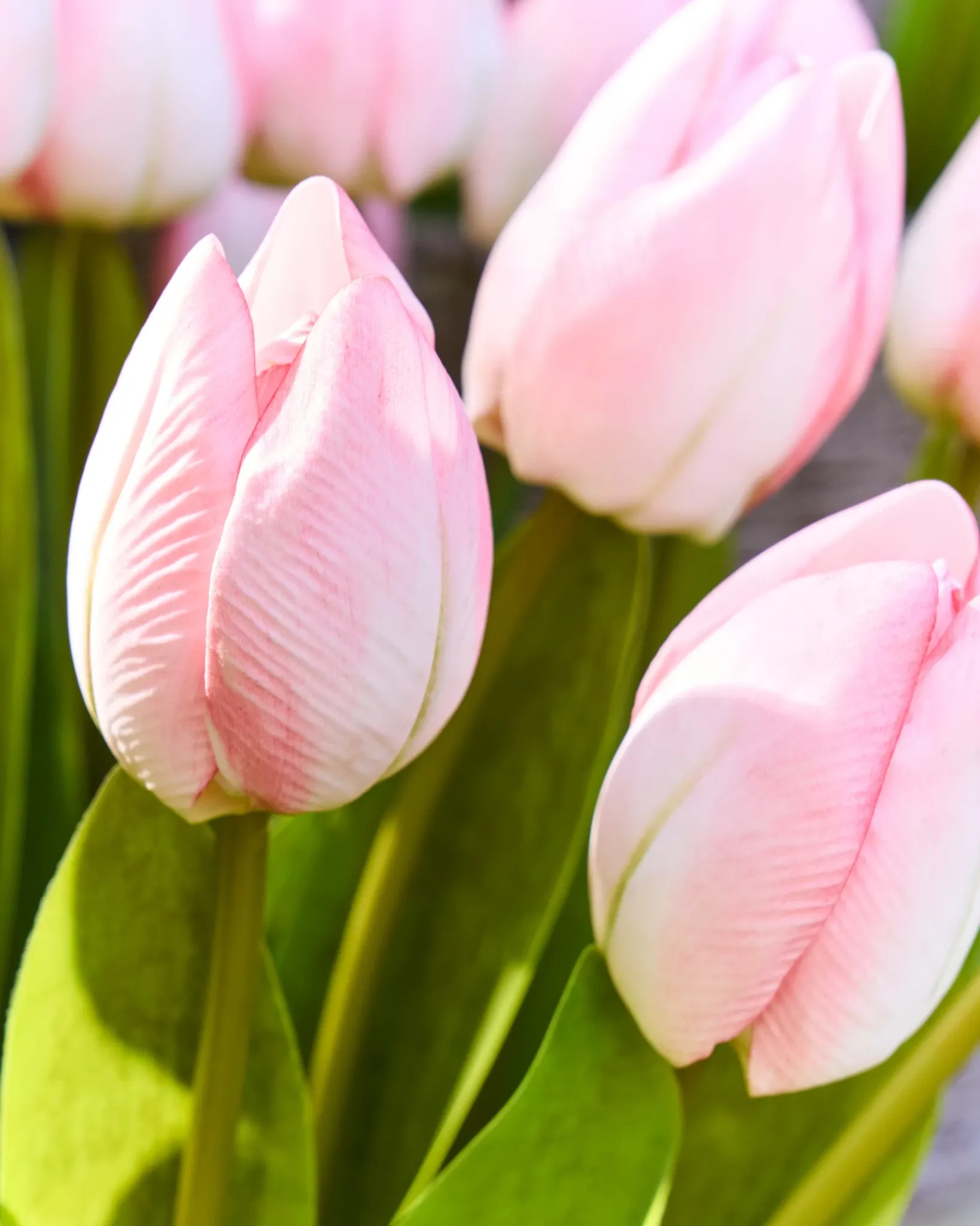 New Outdoor Tulip Garden Foliage Flower Arrangements|Topiaries & Potted Flowers