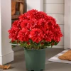 Clearance Outdoor Vibrant Dahlias Foliage Topiaries & Potted Flowers|Topiaries & Potted Flowers