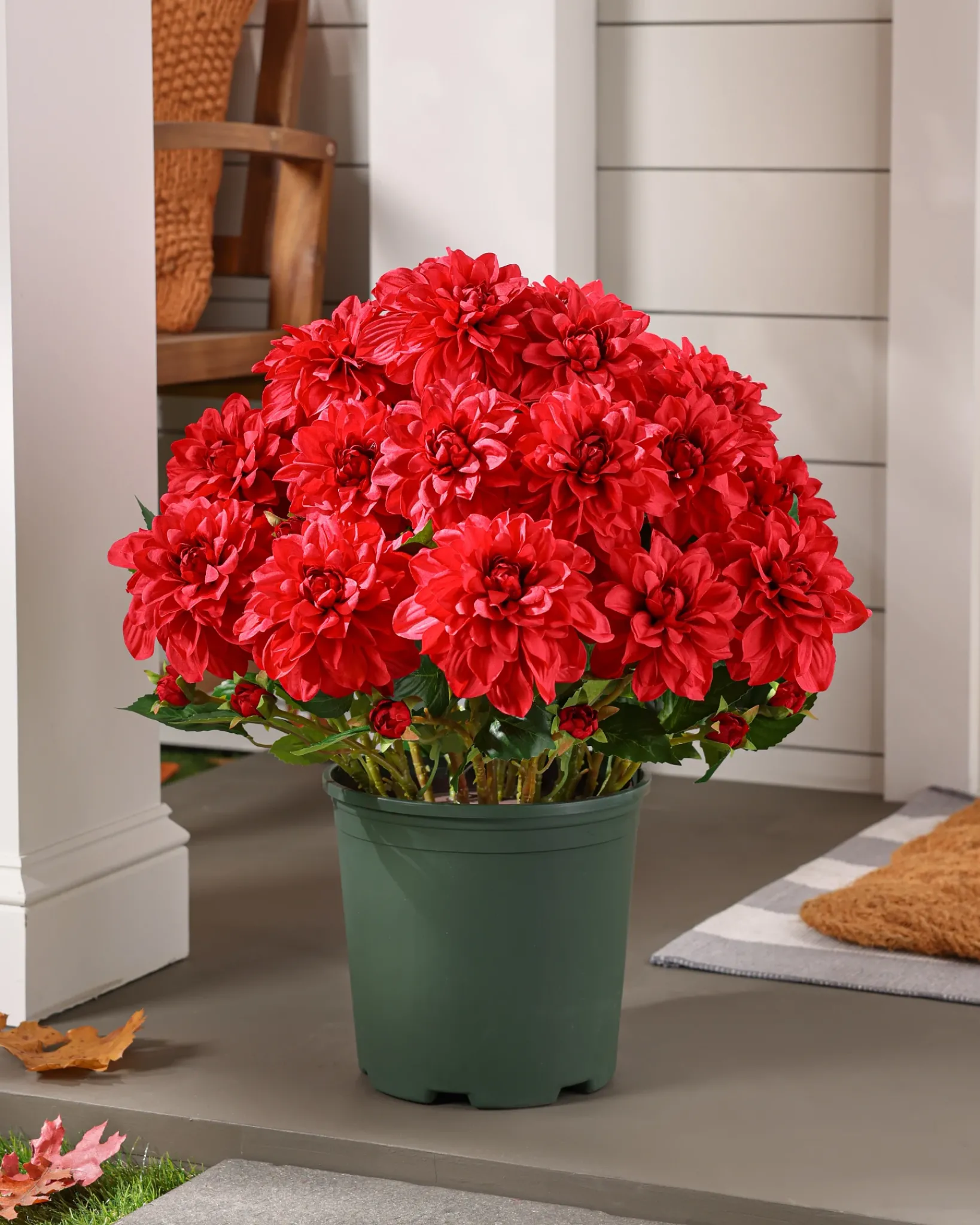 Clearance Outdoor Vibrant Dahlias Foliage Topiaries & Potted Flowers|Topiaries & Potted Flowers