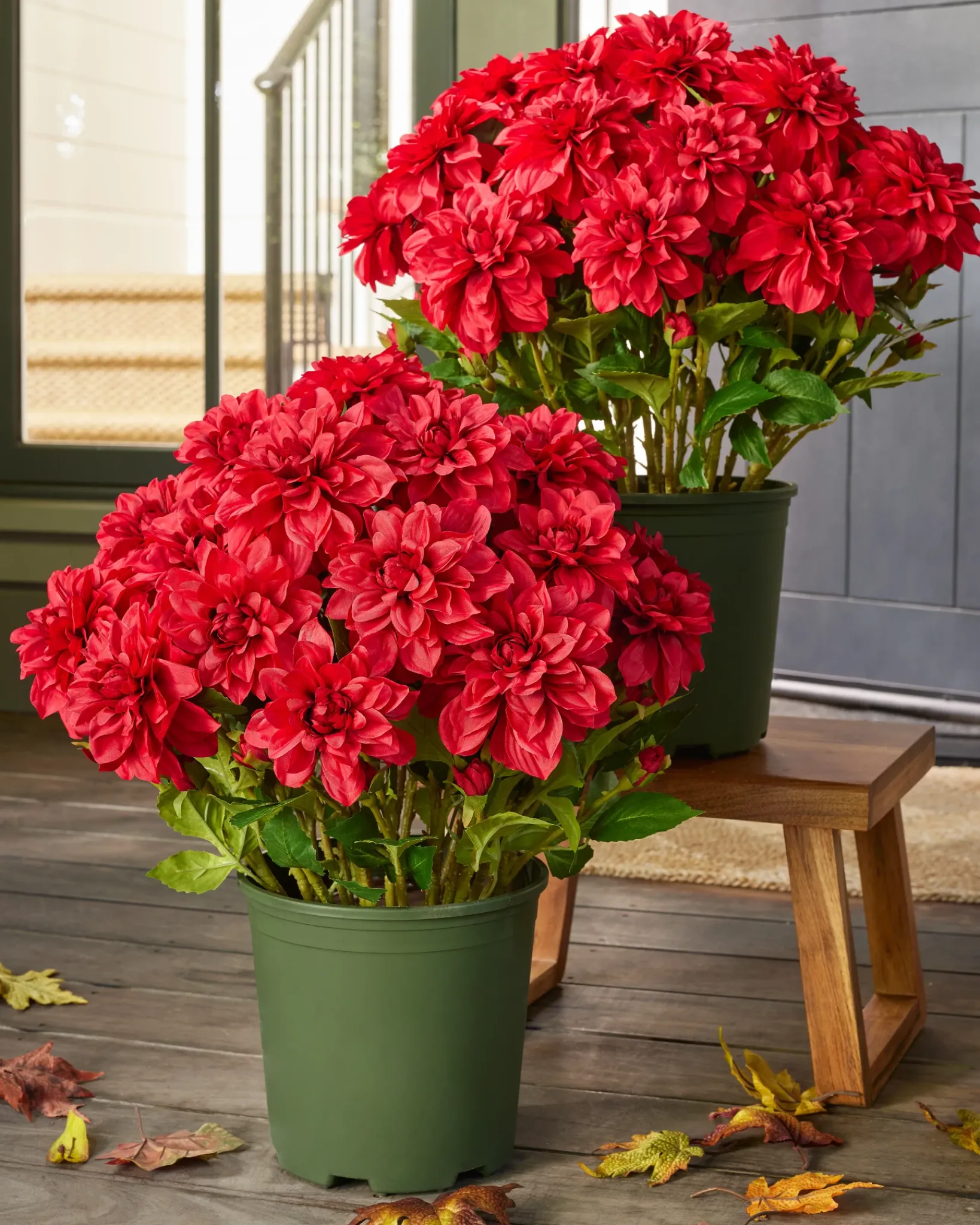 Clearance Outdoor Vibrant Dahlias Foliage Topiaries & Potted Flowers|Topiaries & Potted Flowers