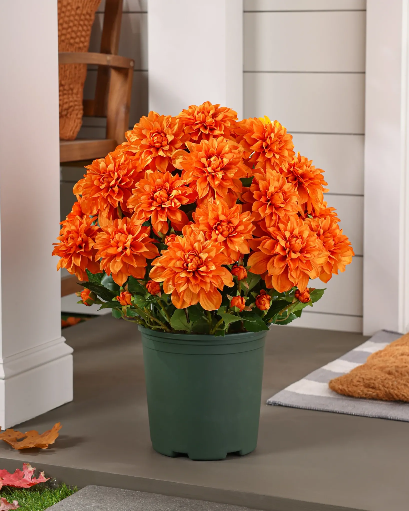 Clearance Outdoor Vibrant Dahlias Foliage Topiaries & Potted Flowers|Topiaries & Potted Flowers