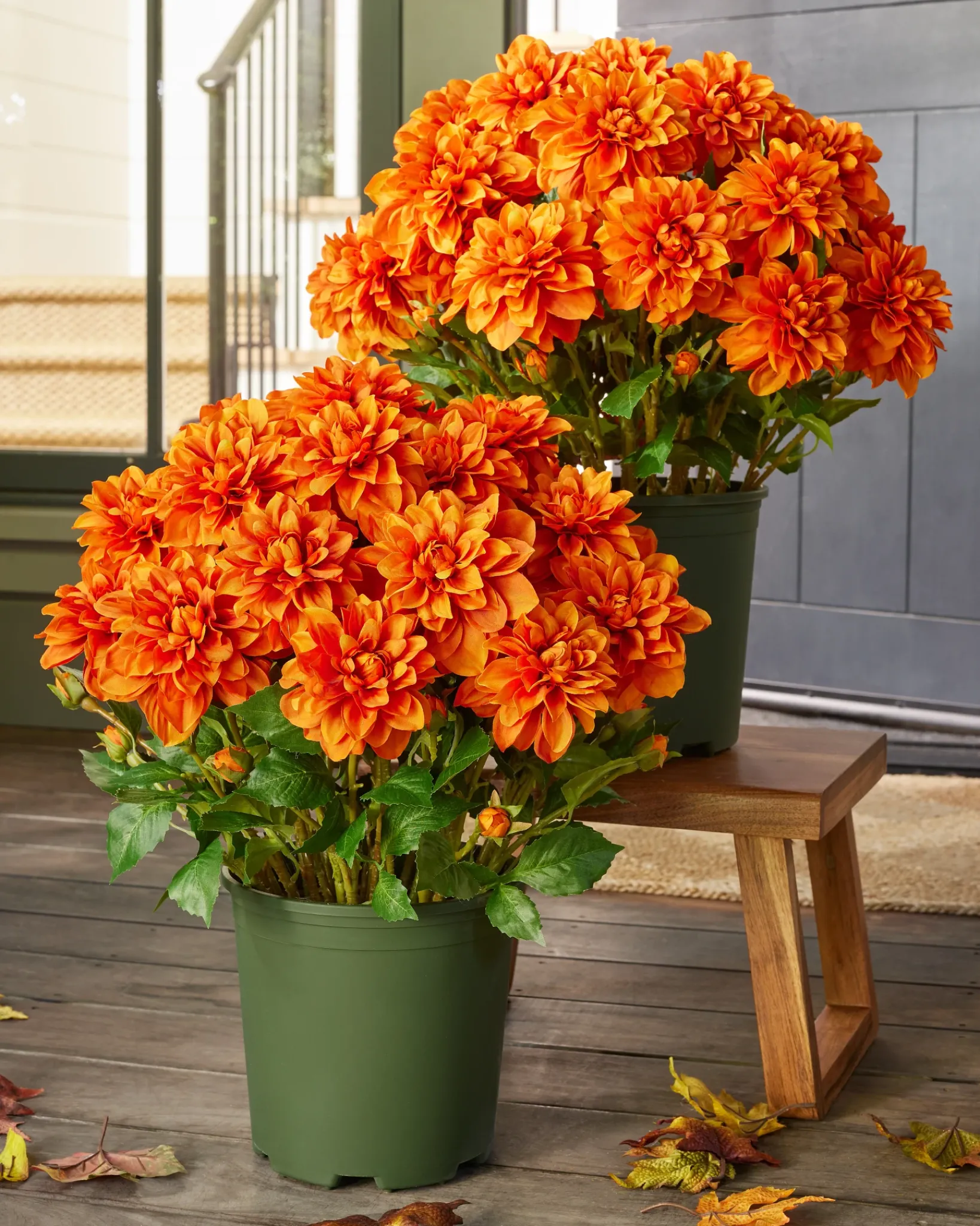 Clearance Outdoor Vibrant Dahlias Foliage Topiaries & Potted Flowers|Topiaries & Potted Flowers