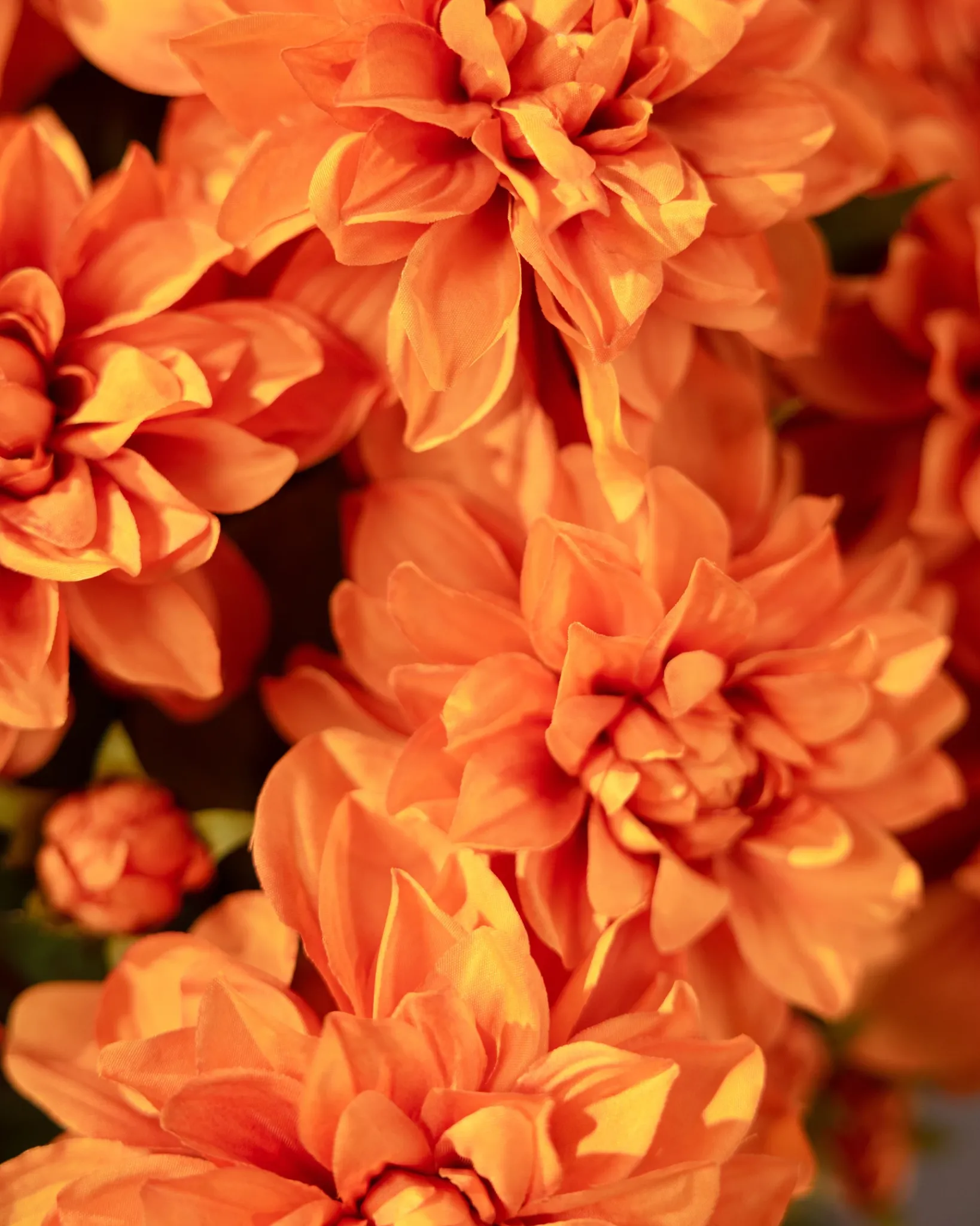 Clearance Outdoor Vibrant Dahlias Foliage Topiaries & Potted Flowers|Topiaries & Potted Flowers