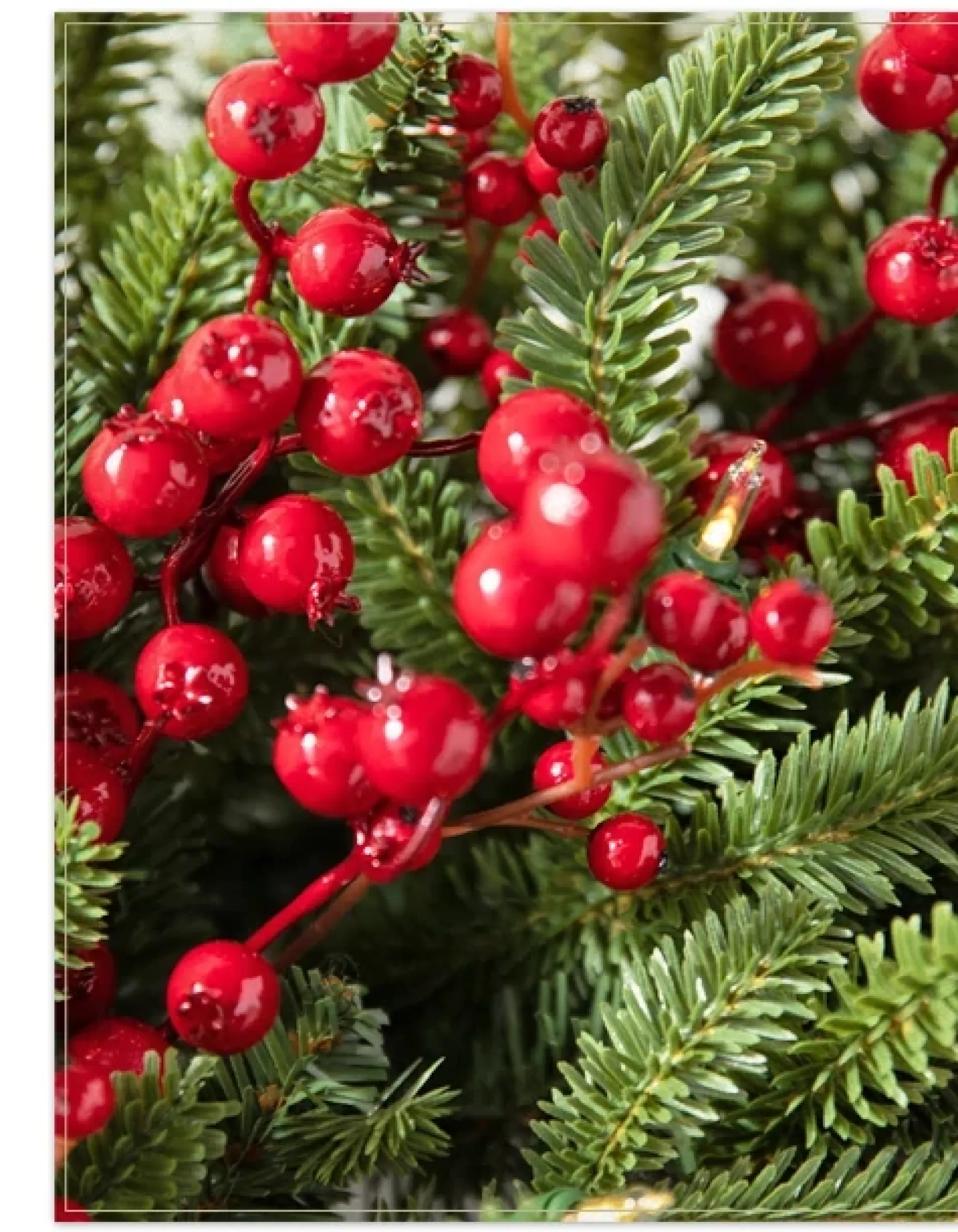 Hot Red Berry BH Fraser Fir® Foliage 30 - 42 Inch|5 - 7 Feet