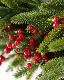 Hot Red Berry BH Fraser Fir® Foliage 30 - 42 Inch|5 - 7 Feet