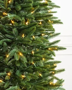 Sale Revelstoke Fir® Trees 7 - 7.5 Feet|8 - 9 Feet