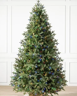 Online Saratoga Spruce Trees 7 - 7.5 Feet|6 - 6.5 Feet
