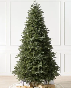 Online Saratoga Spruce Trees 7 - 7.5 Feet|6 - 6.5 Feet