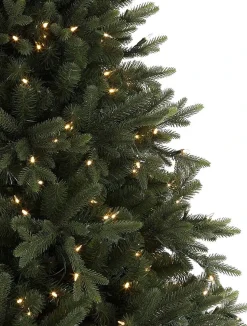 Online Saratoga Spruce Trees 7 - 7.5 Feet|6 - 6.5 Feet