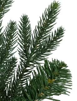 Online Saratoga Spruce Trees 7 - 7.5 Feet|6 - 6.5 Feet