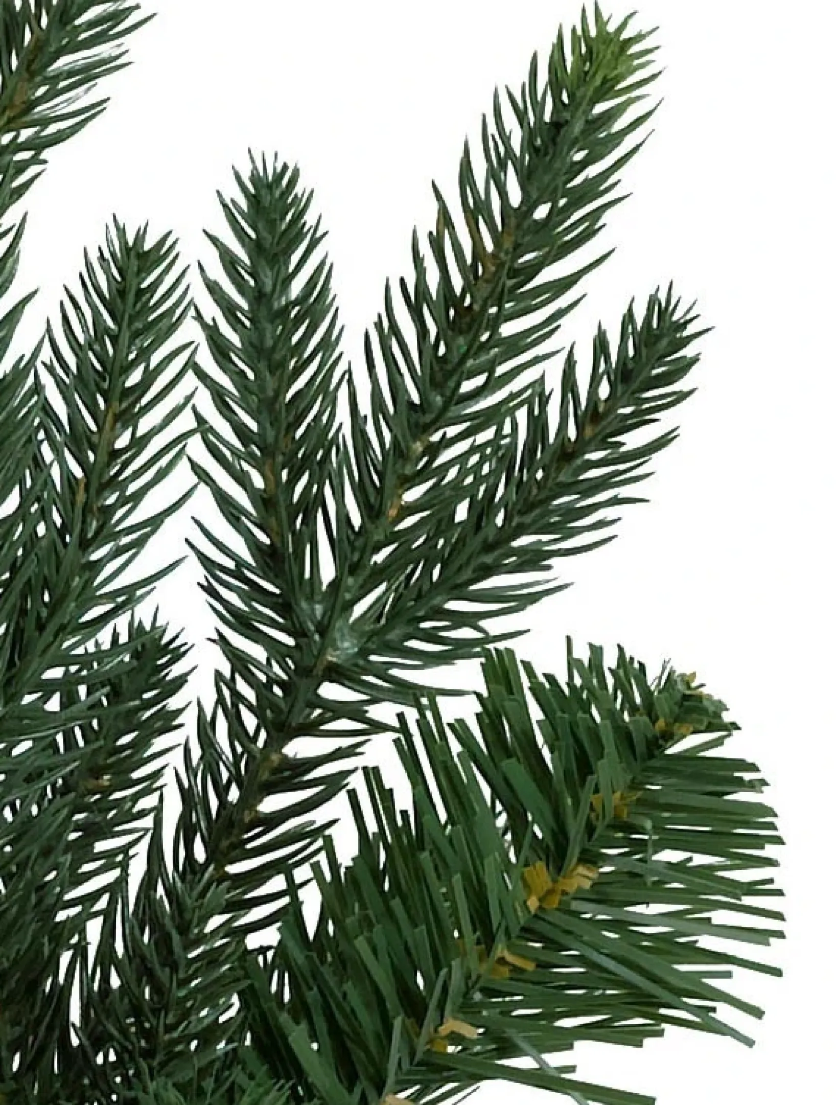 Online Saratoga Spruce Trees 7 - 7.5 Feet|6 - 6.5 Feet