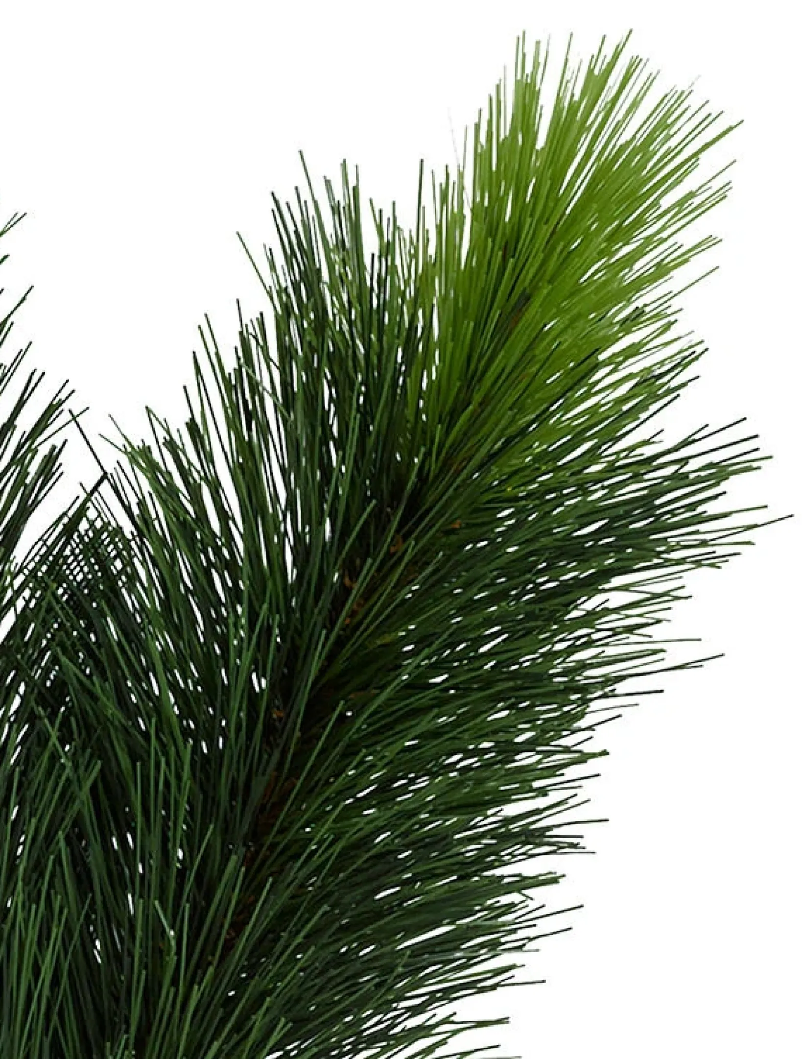 Online Scotch Pine Trees 7 - 7.5 Feet|Pre-Lit