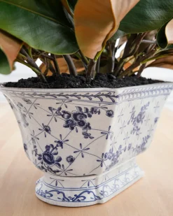 Hot Spring Magnolia Foliage Flower Arrangements|Topiaries & Potted Flowers