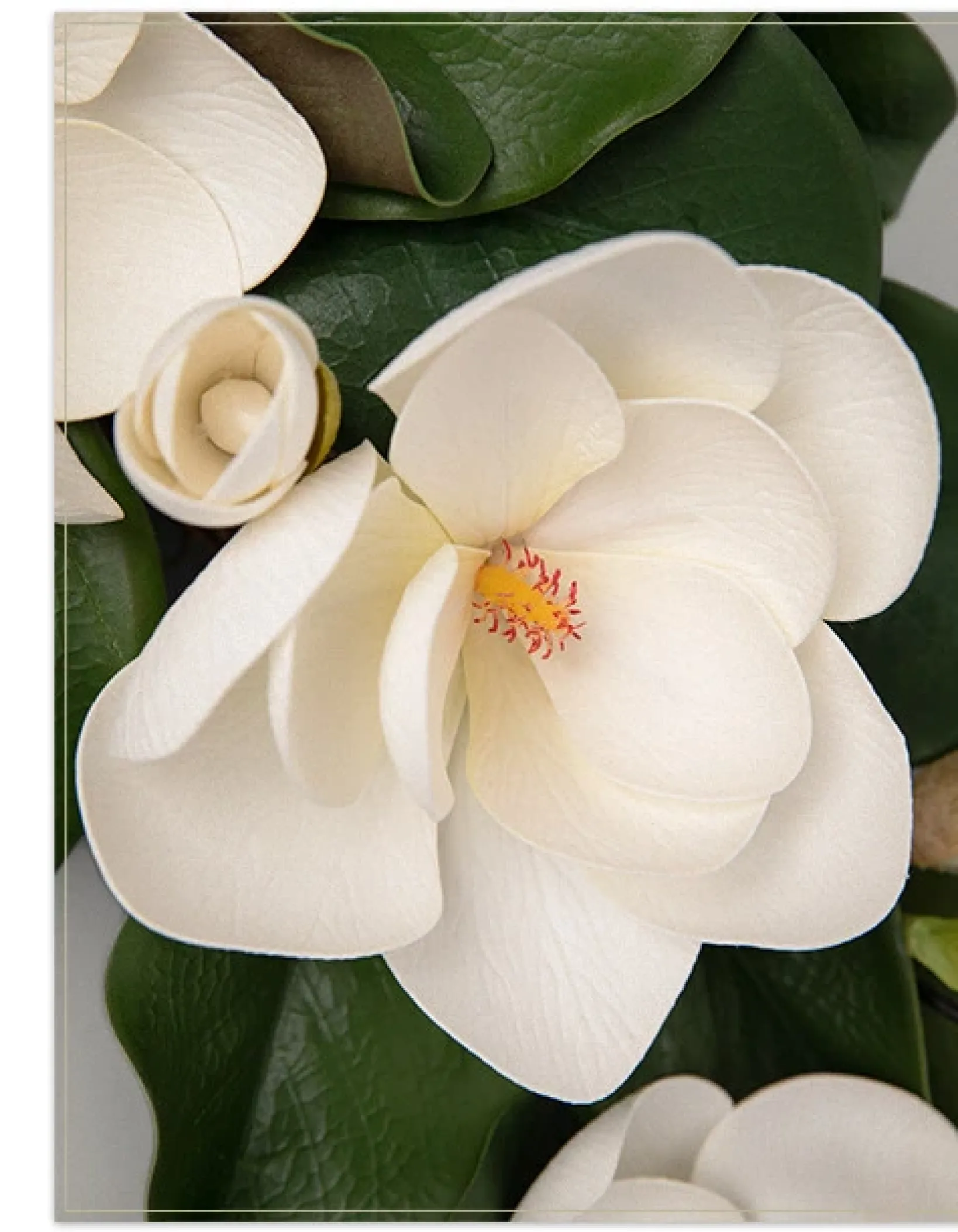 Hot Spring Magnolia Foliage Flower Arrangements|Topiaries & Potted Flowers