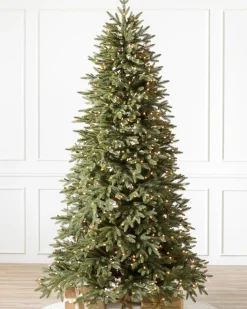 Sale Stratford Spruce Trees 7 - 7.5 Feet|6 - 6.5 Feet