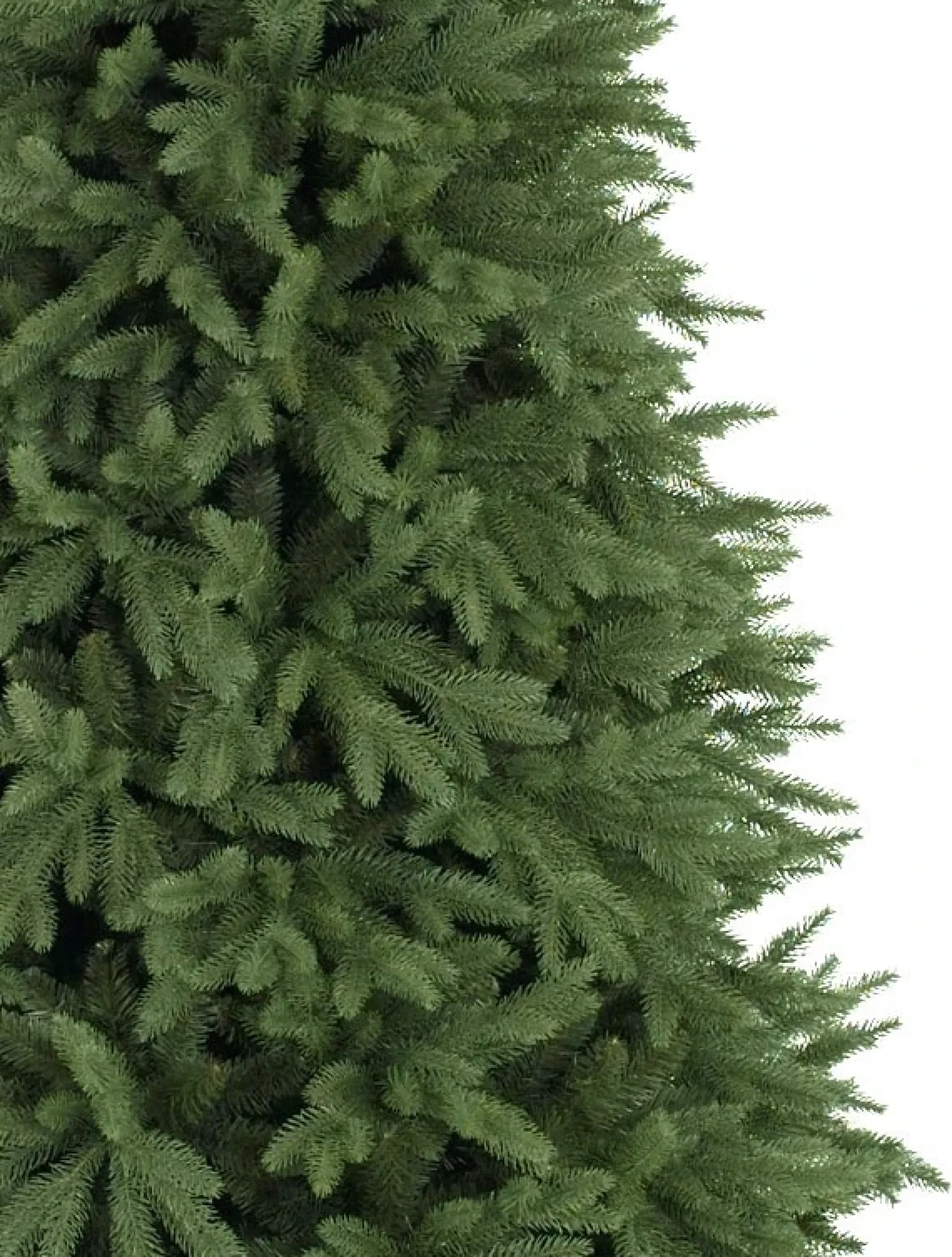 Sale Stratford Spruce Trees 7 - 7.5 Feet|6 - 6.5 Feet