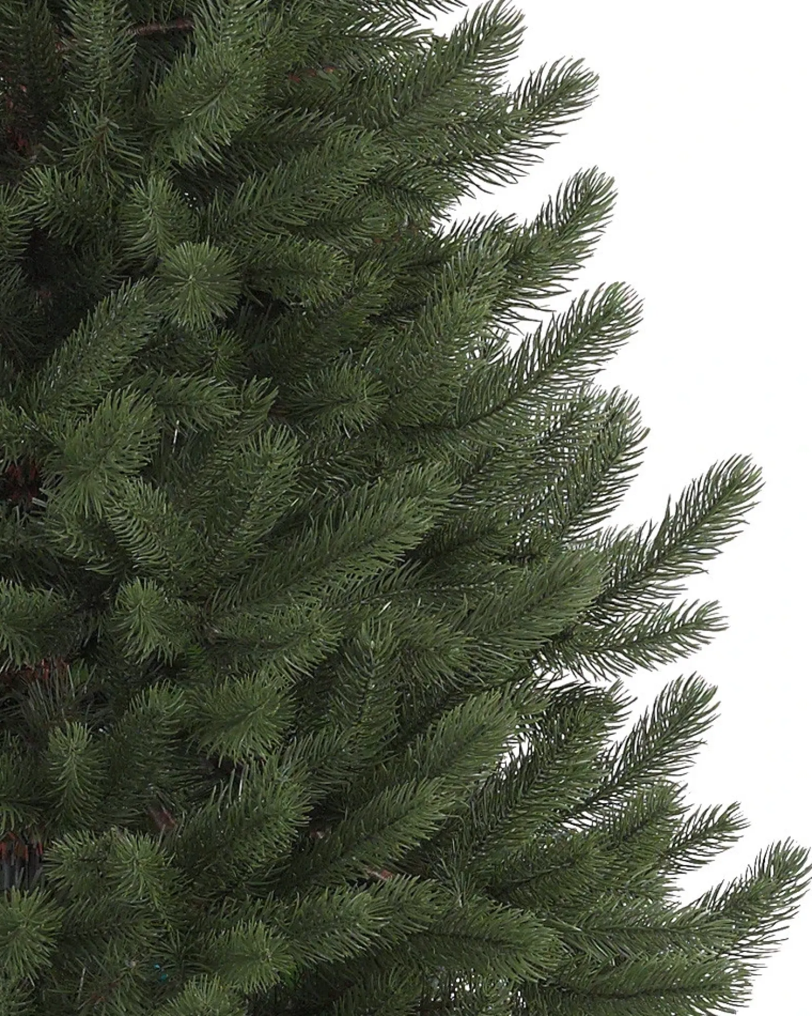Best Vermont White Spruce® Trees 7 - 7.5 Feet|Pre-Lit