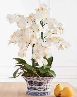 Sale White Phalaenopsis Orchids Foliage Flower Arrangements|Topiaries & Potted Flowers