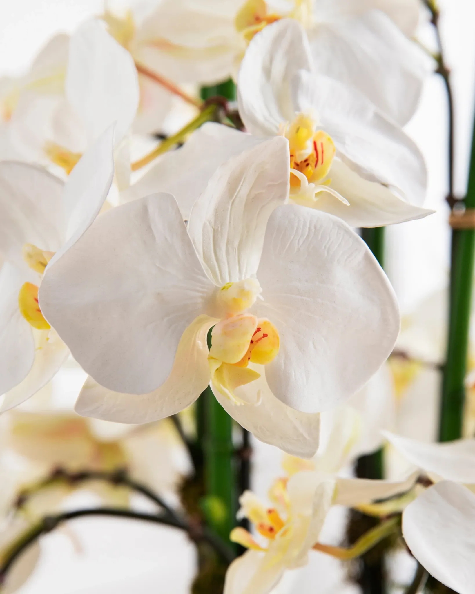 Sale White Phalaenopsis Orchids Foliage Flower Arrangements|Topiaries & Potted Flowers