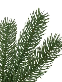 Online Woodland Spruce Trees 7 - 7.5 Feet|6 - 6.5 Feet